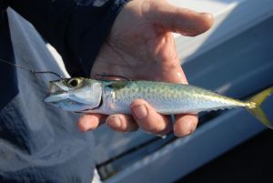 Concern over proposed bait harvesting increase